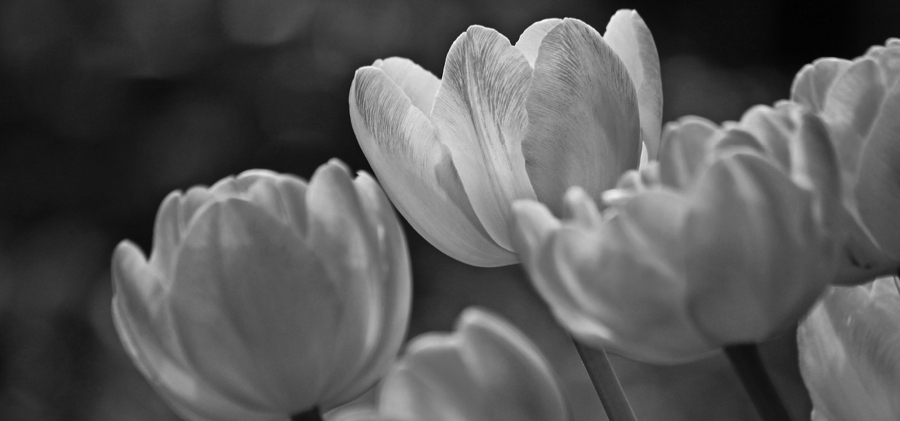 Bild von ein paar Tulpen in schwarz-weiß.